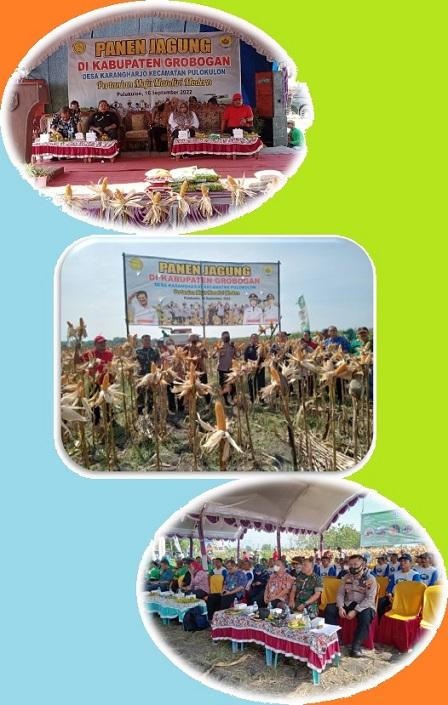 Corn Harvest in Pulokulon District with the Regent